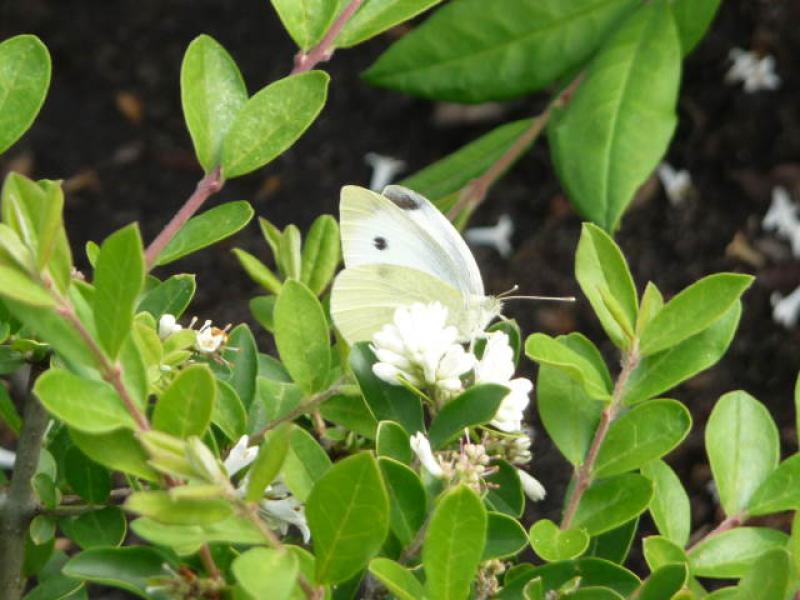 Gern besuchte Blüten bei Ligustrum obtusifolium regelianum