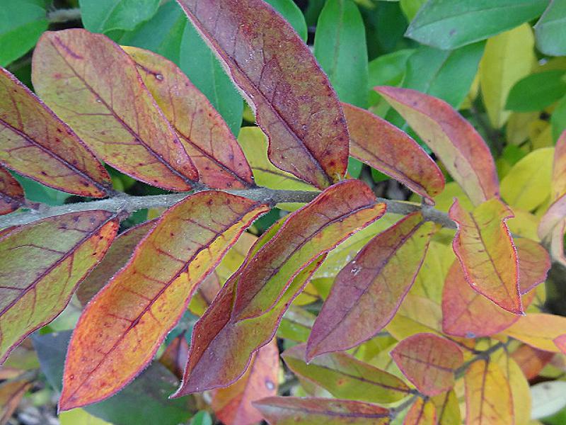 Ligustrum obtusifolium regelianum im Herbstlaub