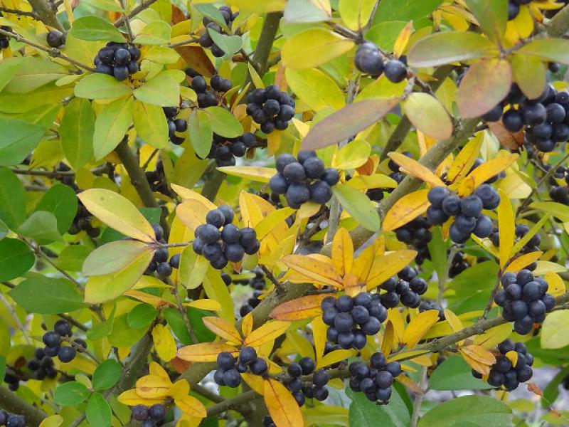 Fruchtschmuck bei Ligustrum obtusifolium regelianum