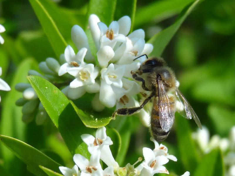 Blüte von Ligustrum obtusifolium regelianum mit Biene