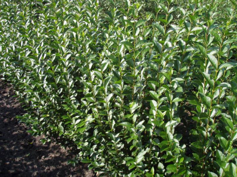 70 Stück Liguster ovalifolium Heckenpflanze immergrüne Hecke 20-30 cm