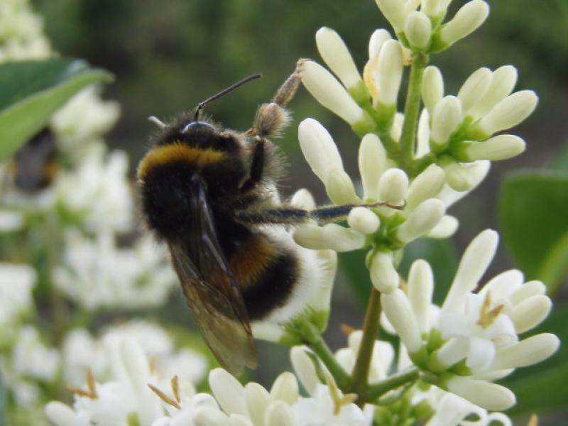 Die Blüten von Ligustrum ovalifolium werden oft von Bienen und Hummeln besucht