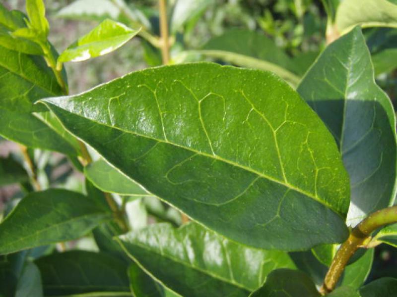 Ligustrum ovalifolium