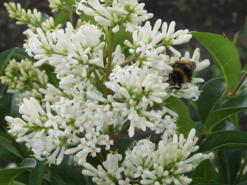 Beliebt bei Insekten: Die Blüte von Ligustrum ovalifolium