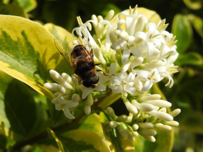 Ligustrum ovalifolium Aureum als Bienennährgehölz