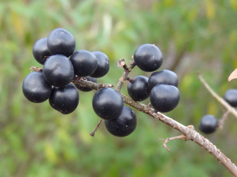 Schwarze Beeren beim Einheimischen Liguster