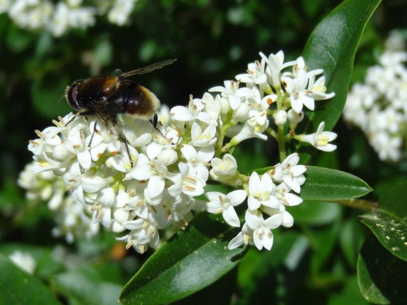 Als frühe Futterquelle wird die Rainweide gerne von Bienen angeflogen