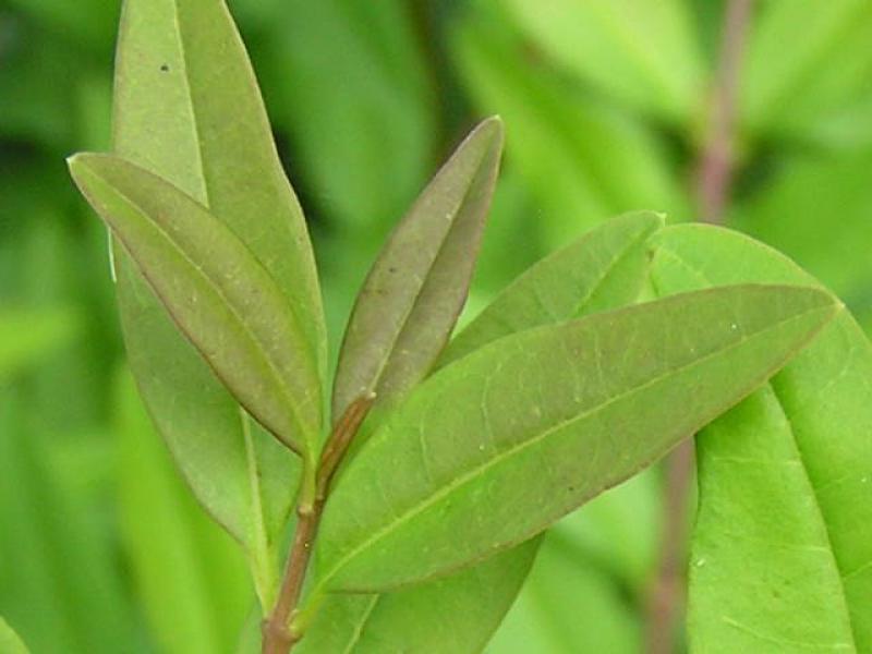 Ligustrum vulgare Lodense: Triebspitze