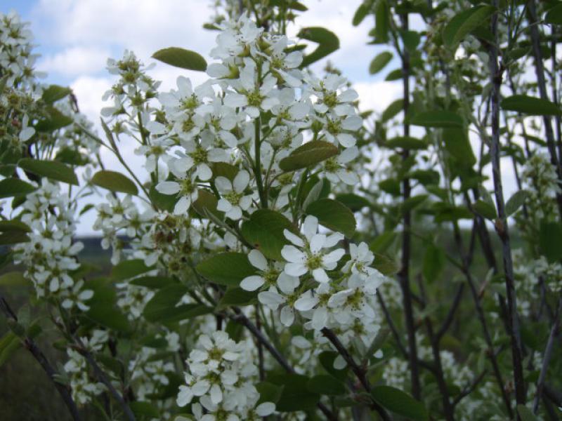 Weiße Blüten der Einheimischen Felsenbirne