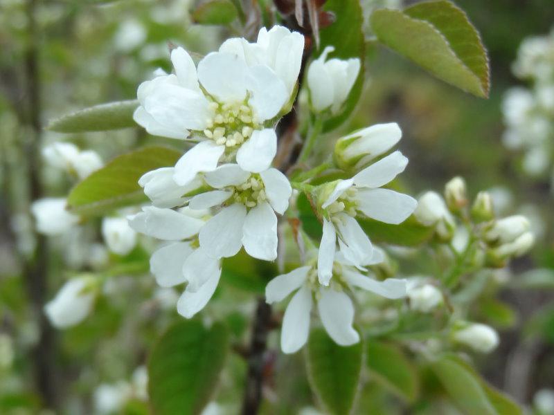 Nahaufnahme der Blüte - Amelanchier ovalis