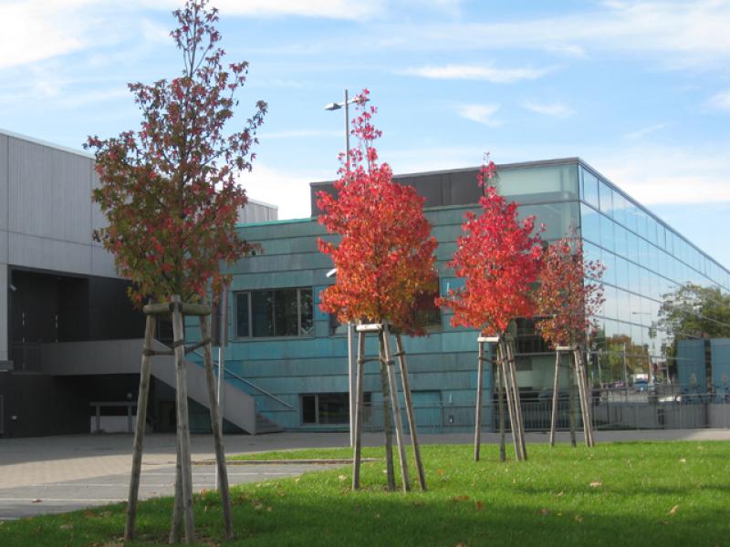 Junge Amberbäume mit leuchtender Herbstfärbung im Oktober