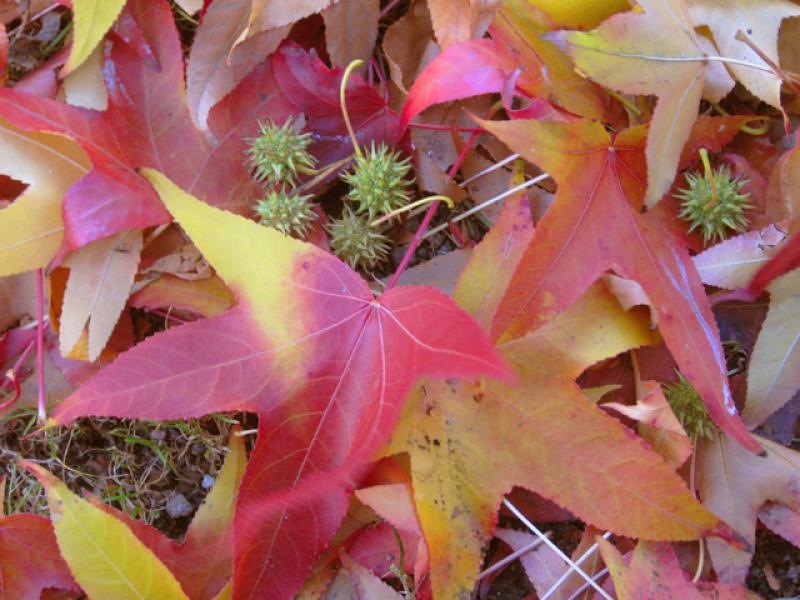 Bunte Blätter und Früchte des Liquidambar styraciflua im Herbst