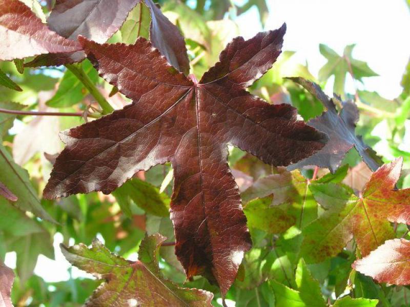 Hübsche Rotfärbung bei Liquidambar styraciflua im Herbst