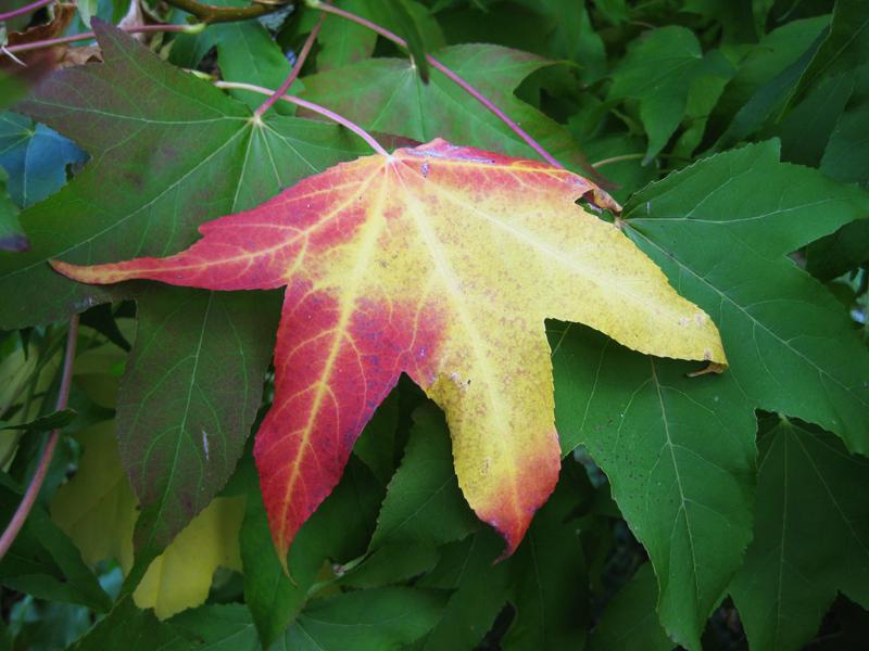 Gelbrote Herbstfärbung des Liquidambar styraciflua