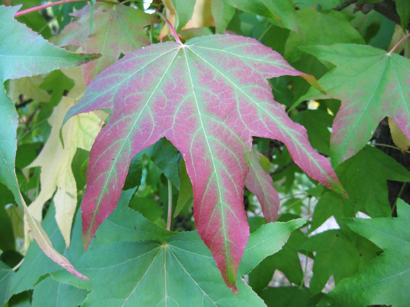 Beginnende Rotfärbung eines Amberbaum-Blattes