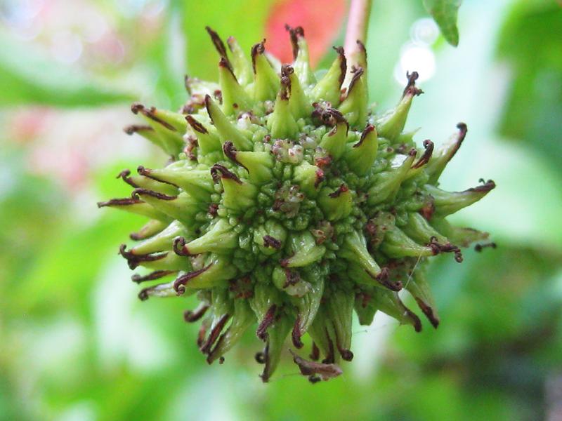 Frucht des Liquidambar styraciflua