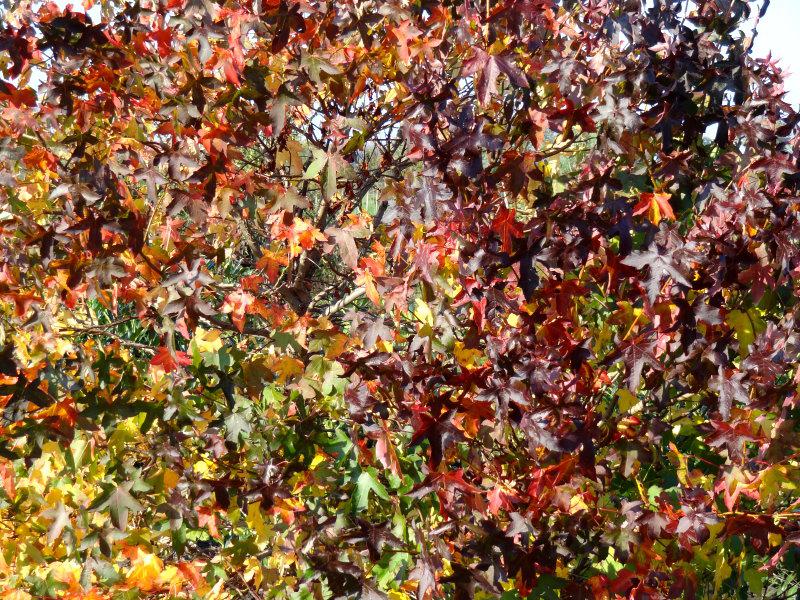 Toller Herbstfärber, der Amberbaum aus Nordamerika