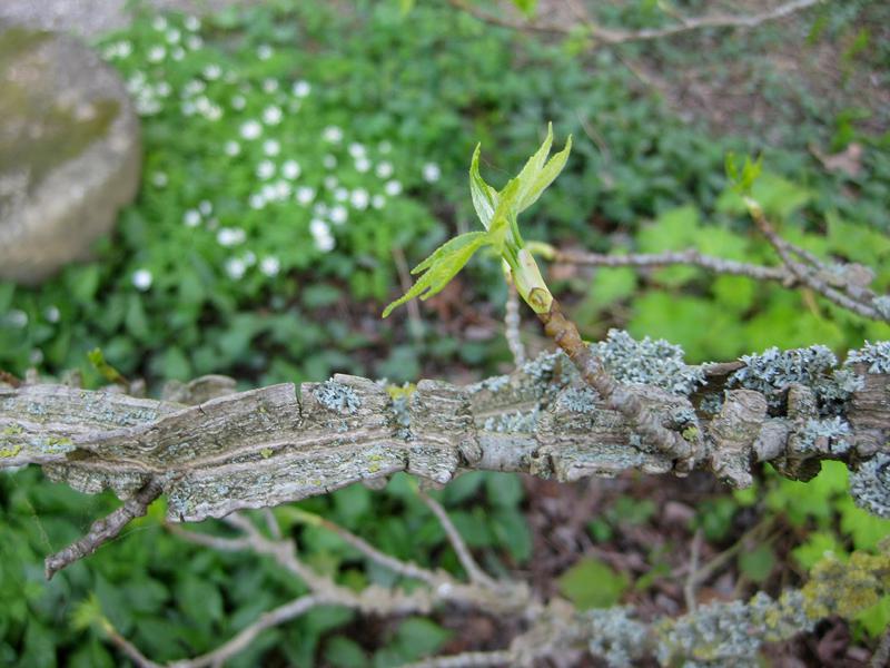 Der Amberbaum im April