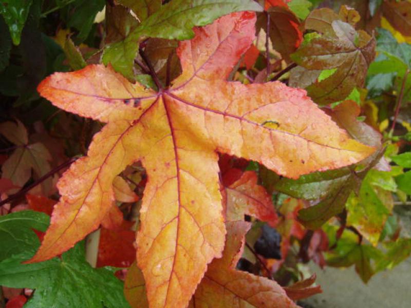 Schön gefärbtes Blatt des Amberbaumes im Herbst