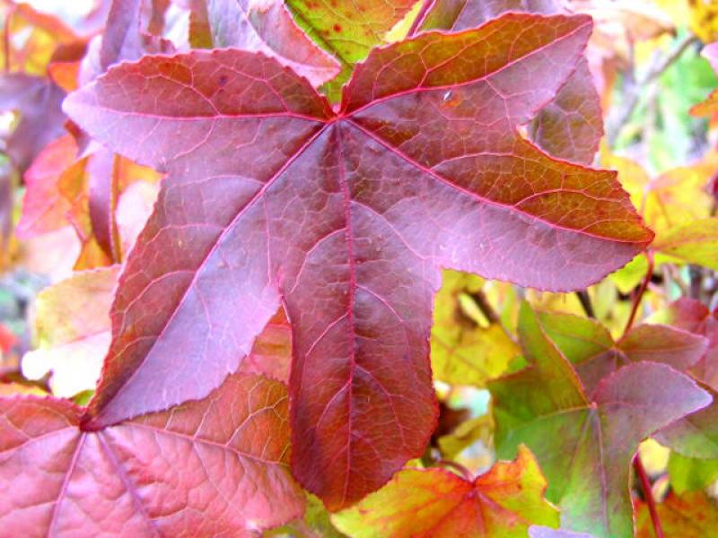 Rote Herbstfärbung: Aufnahme aus Anfang November