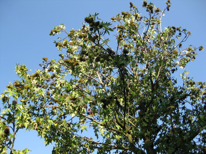 Reicher Fruchtbehang beim Amberbaum Stella