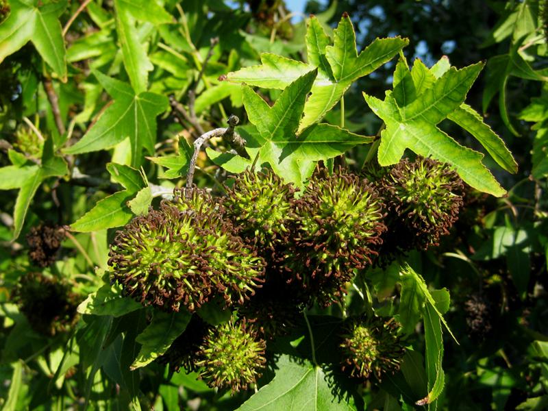 Der Amberbaum Stella Im Herbst: Stachelige Früchte