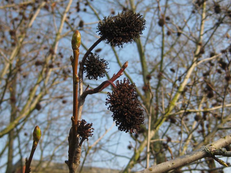 Früchte und Knospen - Amberbaum Stella