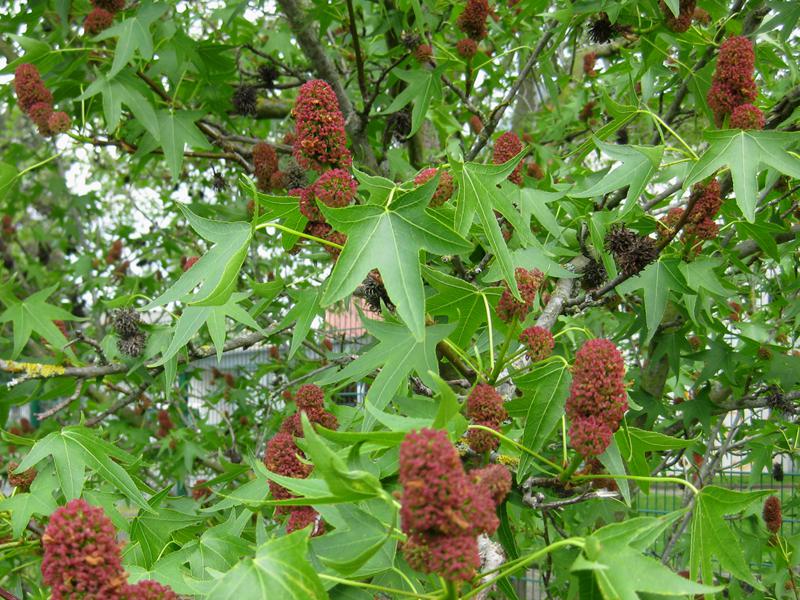 Der Amberbaum Stella blüht reichlich.