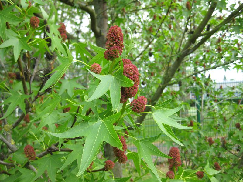 Schöner Kontrast beim Amberbaum im Frühjahr: rote Blüten und hellgrünes Laub.