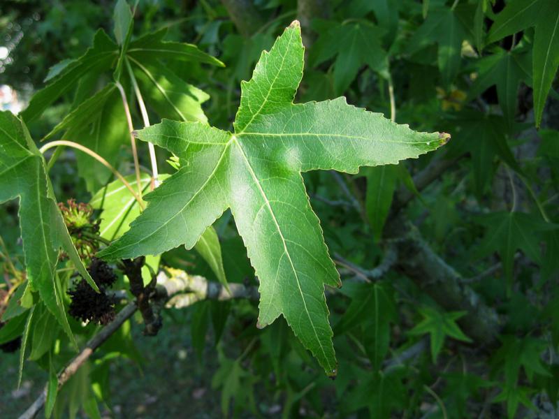 Das Blatt des Amberbaums Stelle ist tief eingeschnitten.