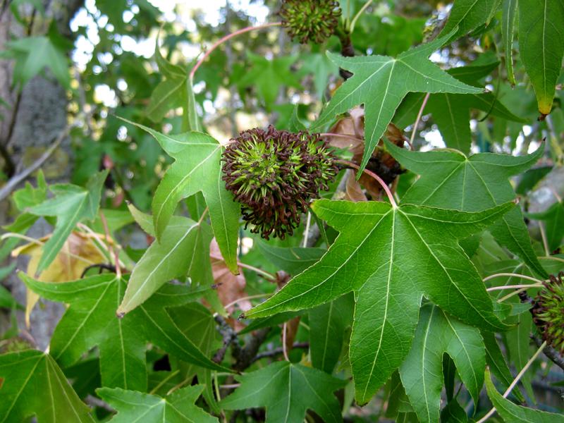 Typische junge Frucht: Amberbaum Stella