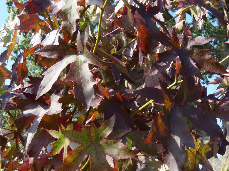 Liquidambar styraciflua Worplesdon mit Herbstlaub