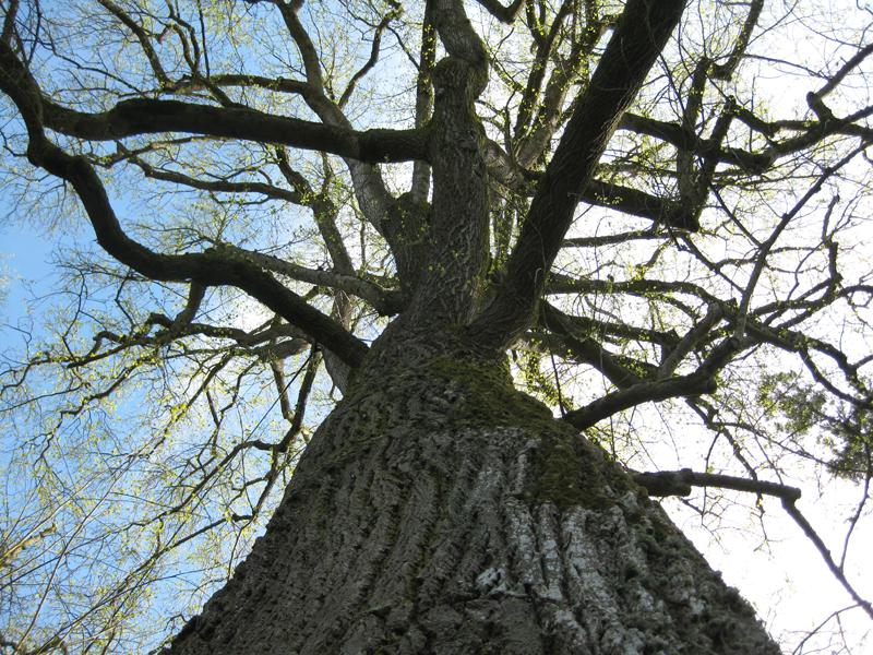 Alter Tulpenbaum im frühen Frühjahr