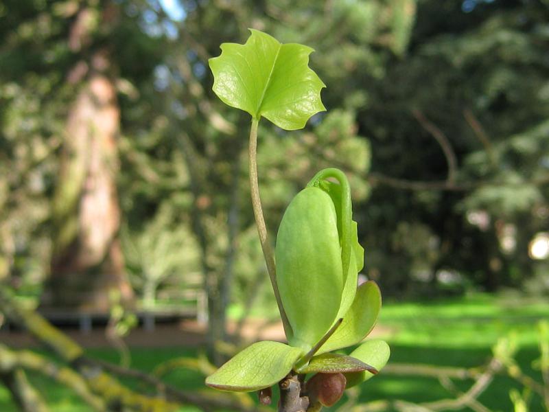 Der Tulpenbaum treibt aus.