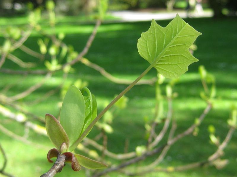 Der Tulpenbaum im frühen Frühjahr