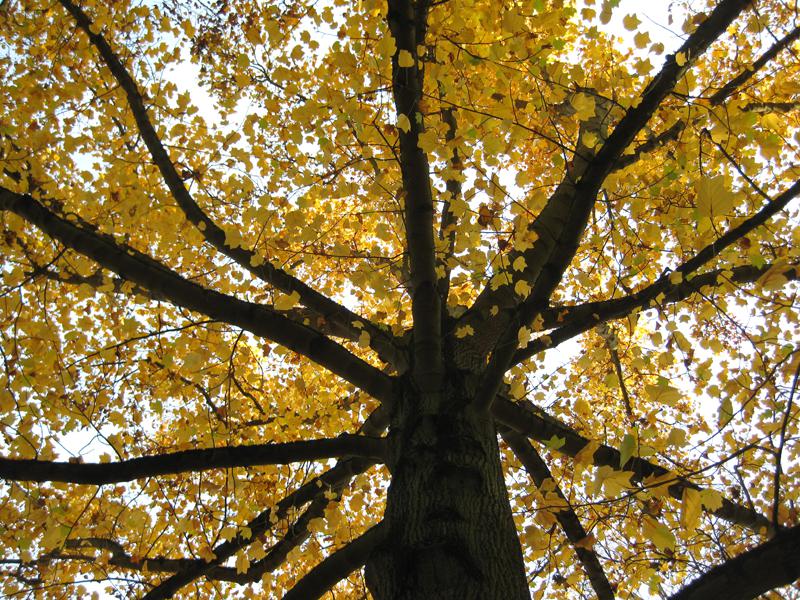 Der Tulpenbaum im Herbst