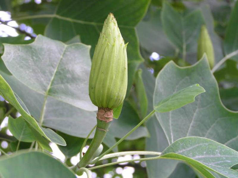 Reifende Frucht von Liriodendron tulipifera