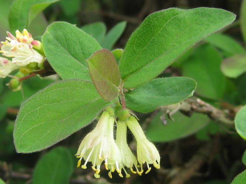 Blaue Heckenkirsche, Lonicera caerulea