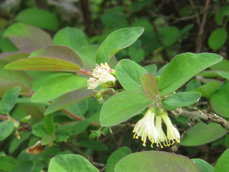 Blaue Heckenkirsche, Lonicera caerulea