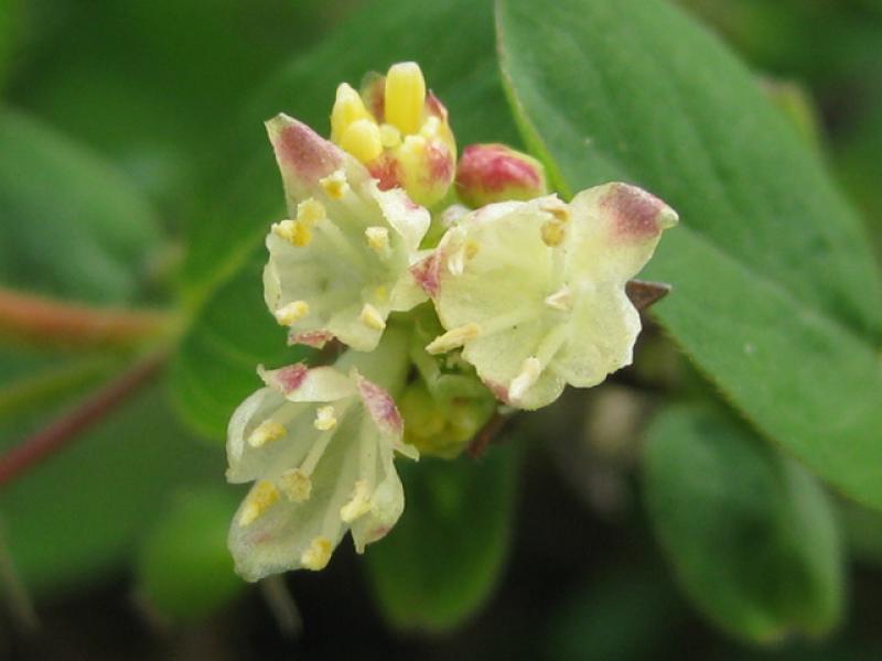 Blaue Heckenkirsche, Lonicera caerulea