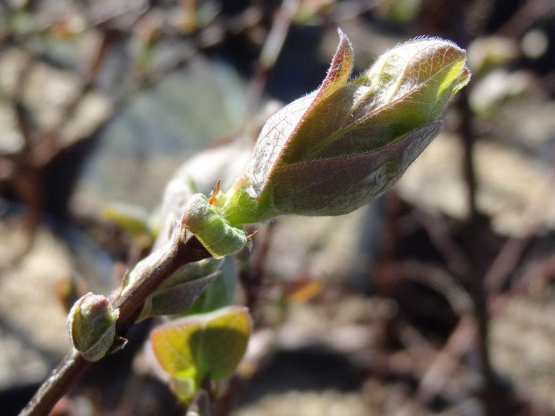 Knospe von Lonicera caerulea