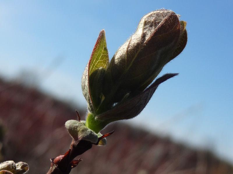 Nahaufnahme einer Knospe von der blauen Heckenkirsche