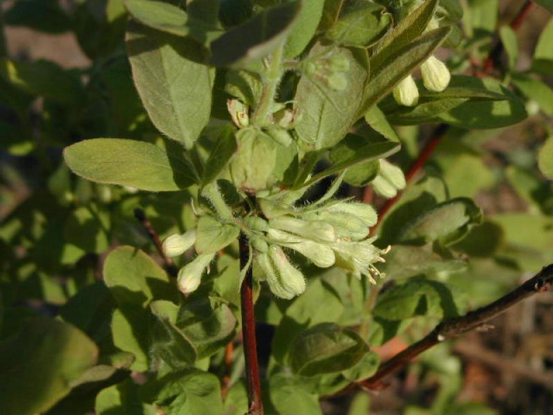 Blütenknospen der Maibeere, Sibirische Blaubeere