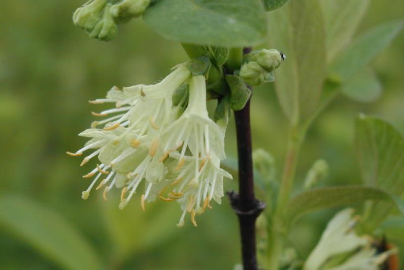 Weiße Blüte der Maibeere, Sibirische Blaubeere