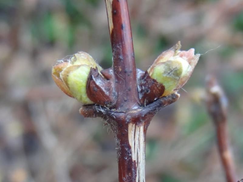 Die Knospen der Maibeere schwellen meist schon im Februar.