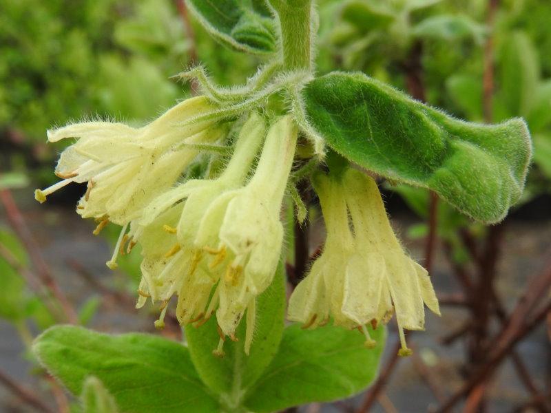 Die weißgelben Blüten der Honigbeere erscheinen schon im März.