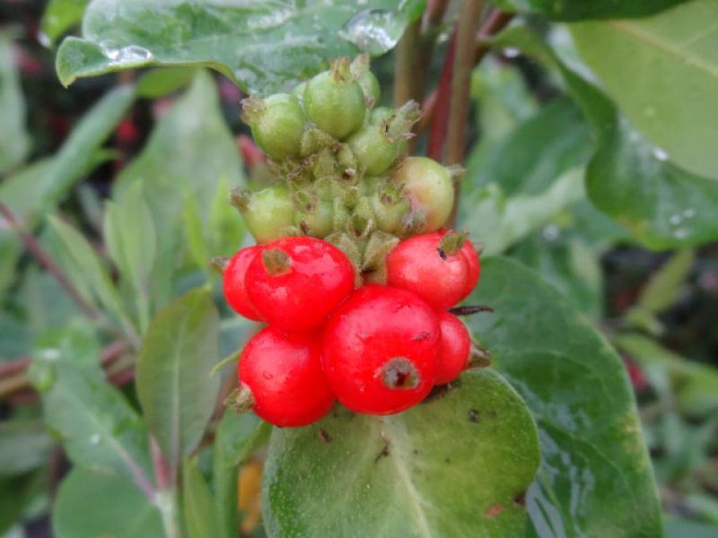 Früchte von Lonicera caprifolium