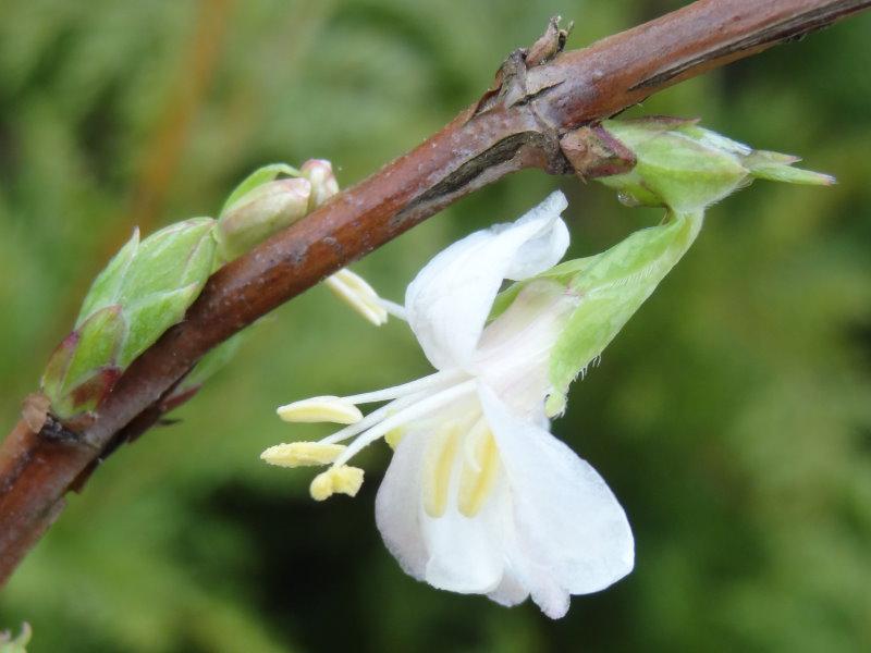 Die frühe Blüte von Lonicera fragrantissima