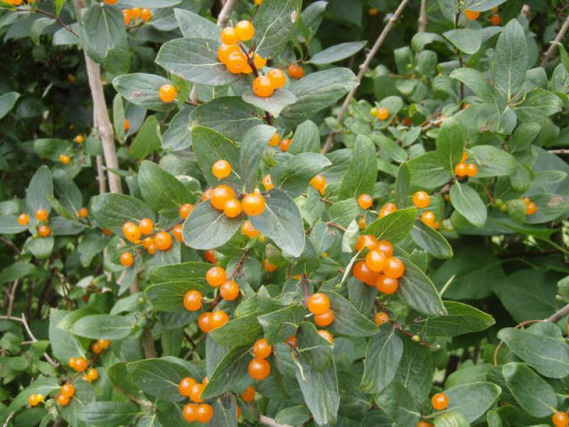 Orange Früchte der Heckenkirsche