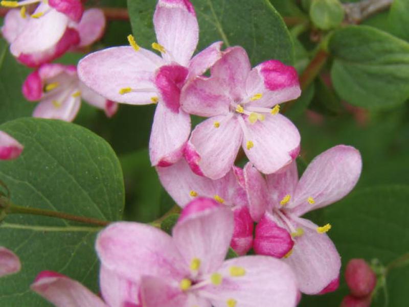 Rosa Blütenpracht von Lonicera korolkowii zabelii